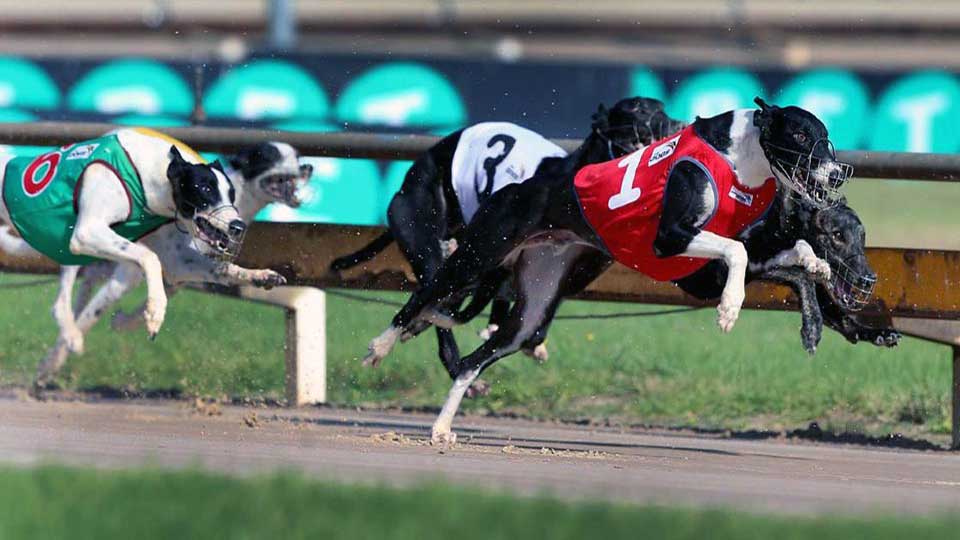 hawkesbury greyhounds 960x540