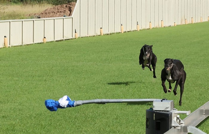 Dogs Chasing - Richmond Trials